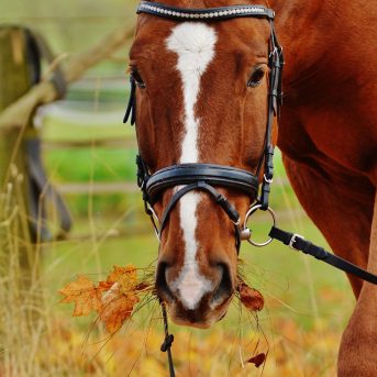 Trap van een paard of koe