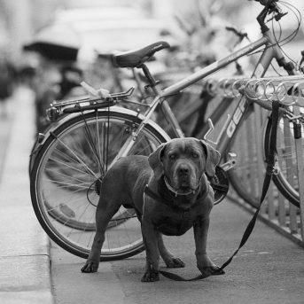 Botsing met een hond