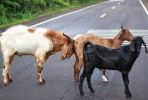 verkeersongeval met een dier geiten op straat
