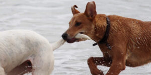Onderuit gelopen door loslopende hond, Rechtbank Amsterdam 26 november 2025, ECLI:NL:RBAMS:2025:9169