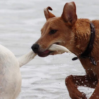 Onderuit gelopen door loslopende hond