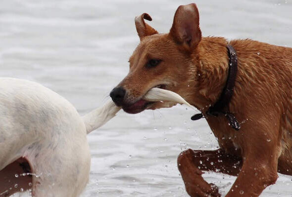 Onderuit gelopen door loslopende hond, Rechtbank Amsterdam 26 november 2025, ECLI:NL:RBAMS:2025:9169