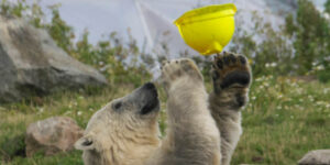 Smartengeld voorschot Rotterdamse Schaal, Rechtbank Amsterdam 26 maart 2026, ECLI:NL:RBAMS:2026:3209